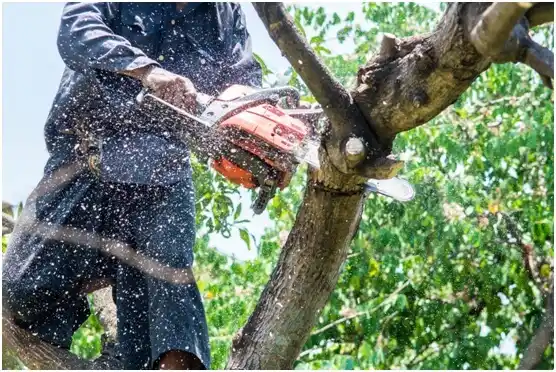 tree services Blackville